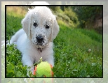 Pieczka, Szczeniak, Biay, Golden retriever, Trawa